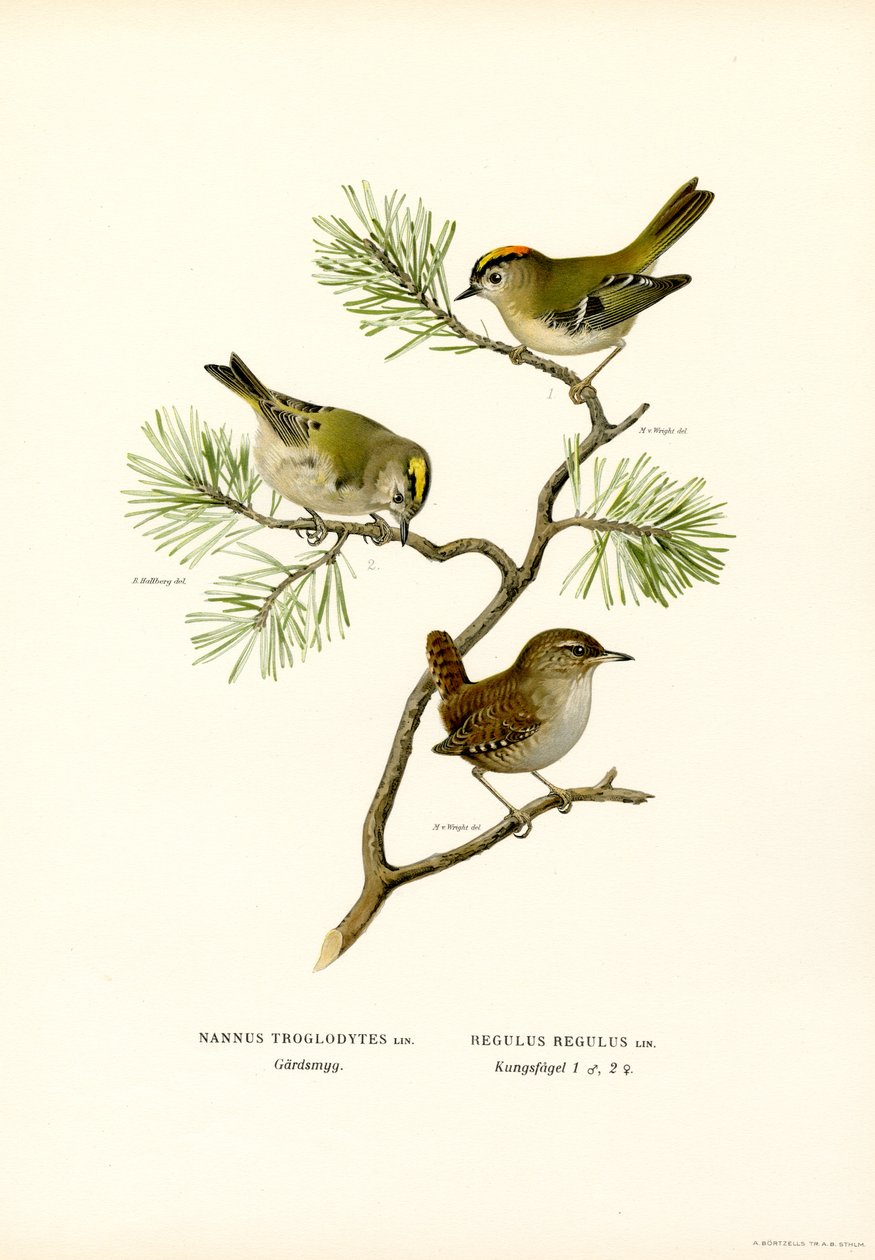 Wren by Magnus Ferdinand and Wilhelm von Wright