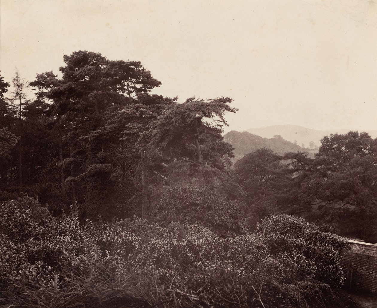 Study of Foliage, c. 1863 by Major Francis Gresley