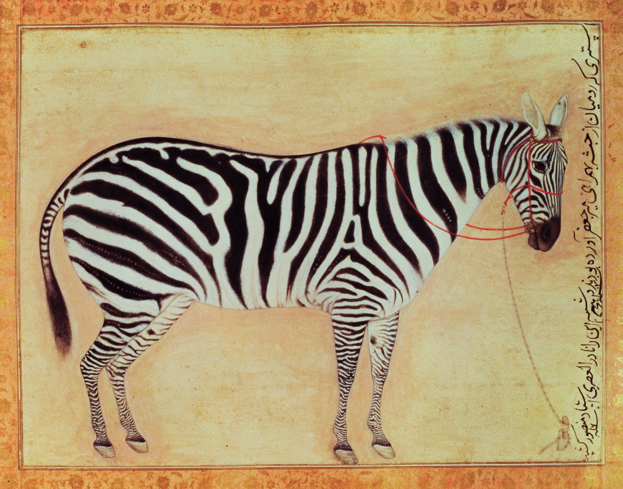 Zebra, from the Minto Album, Mughal by Mansur