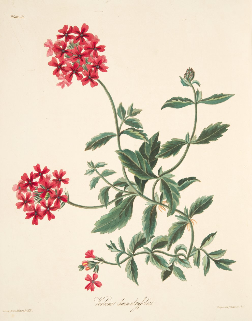 Scarlet Flowered Vervain, from Floral Illustrations of the Seasons by Margaret Roscoe