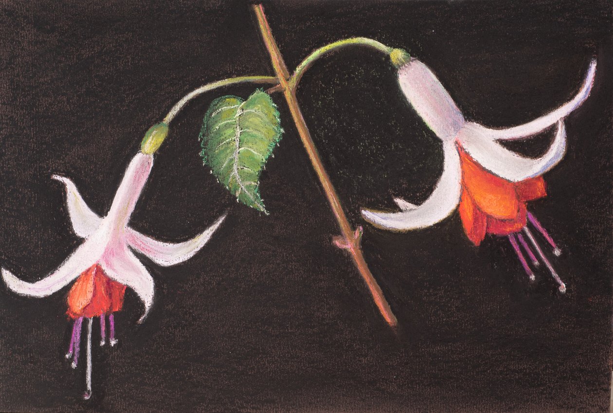 Fuchsias from My Garden by Margo Starkey