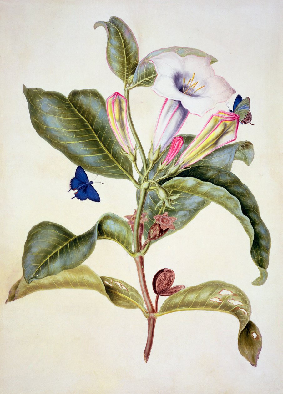 Thorn Apple (Datura Wrightii) by Maria Sibylla Merian