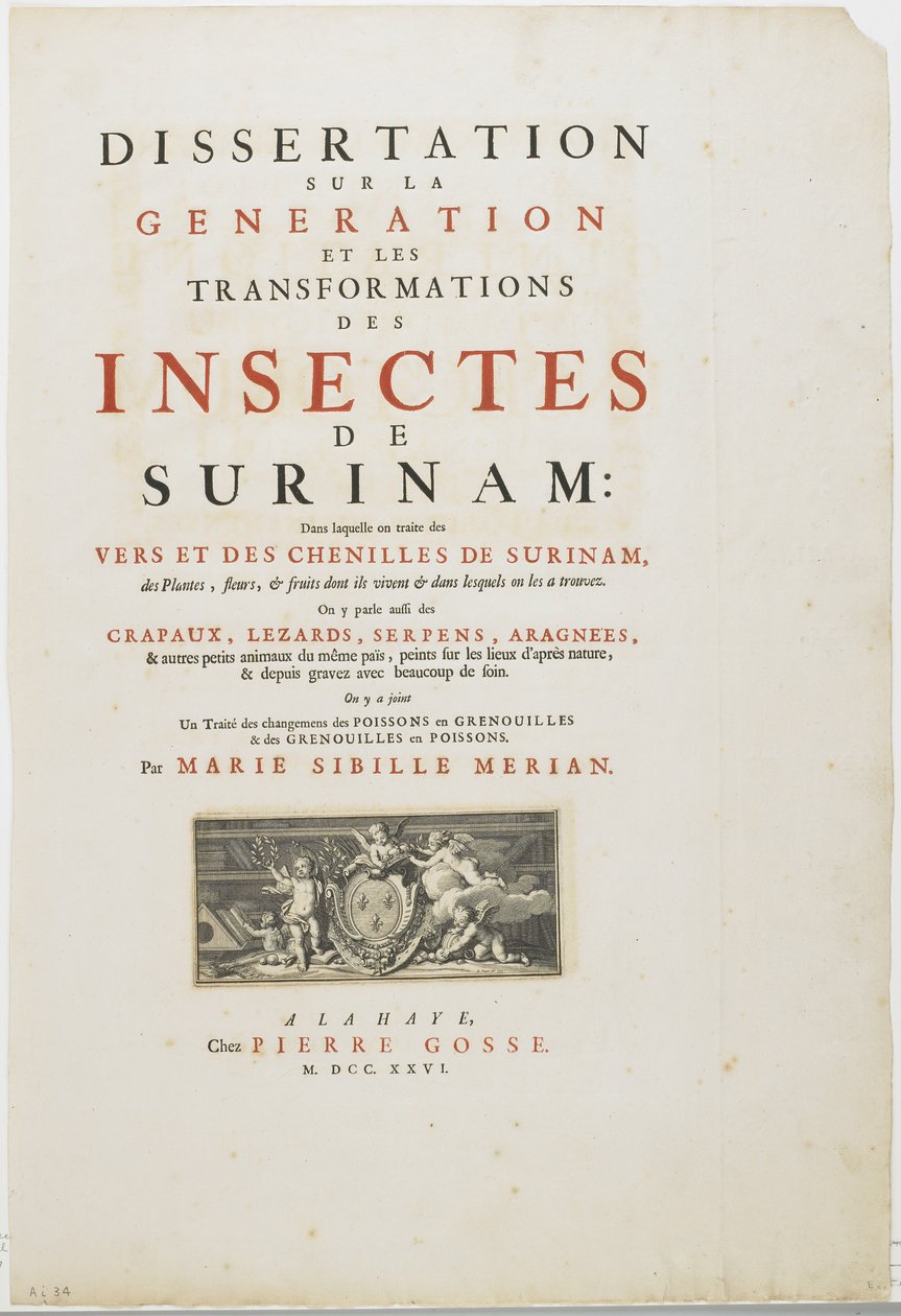 Title Page from Metamorphosis Insectorum Surinamensium, 1726 by Maria Sibylla Merian