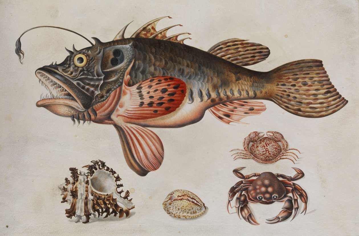 Deep Sea Fish, Crabs, and Sea Snails by Maria Sibylla Merian