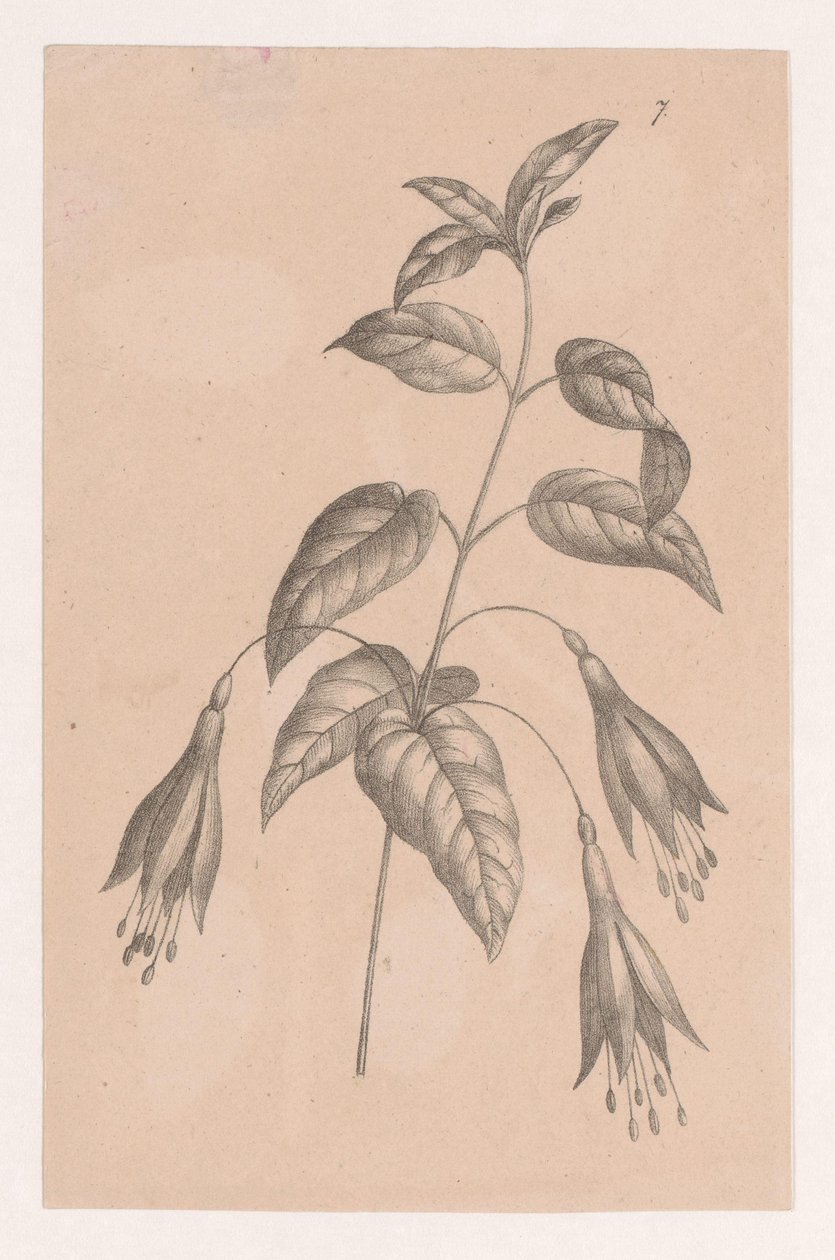 Branch with Flowers by Maria Geertruida de Goeje Barbiers (attributed to)