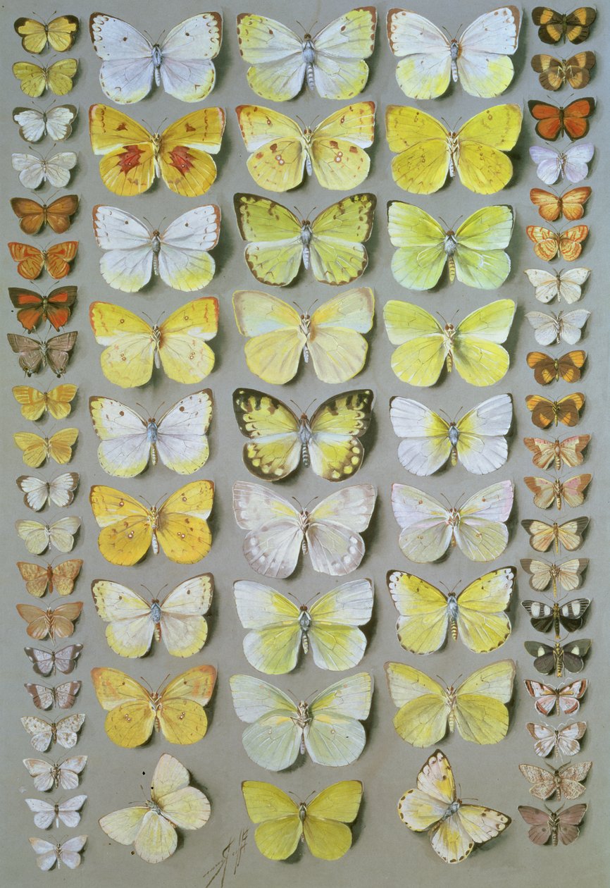 Papuan Butterflies 1, 1917-18 by Marian Ellis Rowan