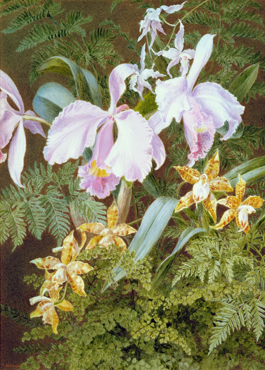 Orchids by Marian Emma Chase