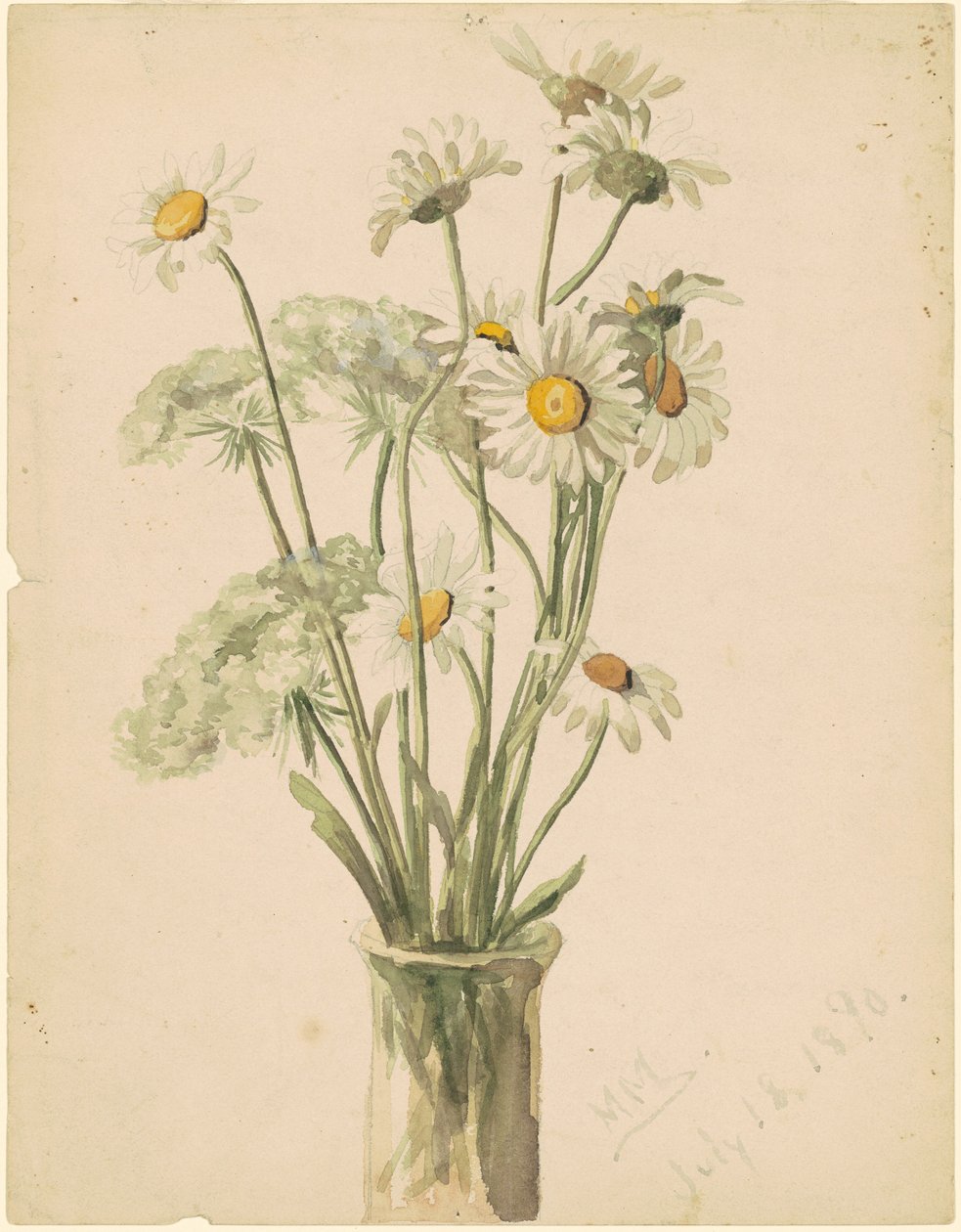 Daisies and Queen Ann