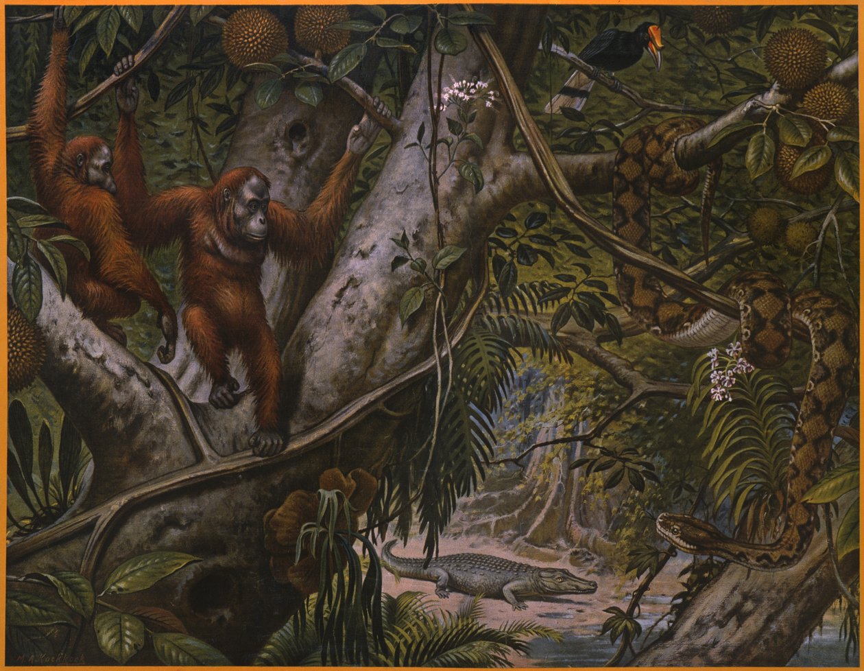 Wild Animals of the Rain Forest by Marinus Adrianus Koekkoek