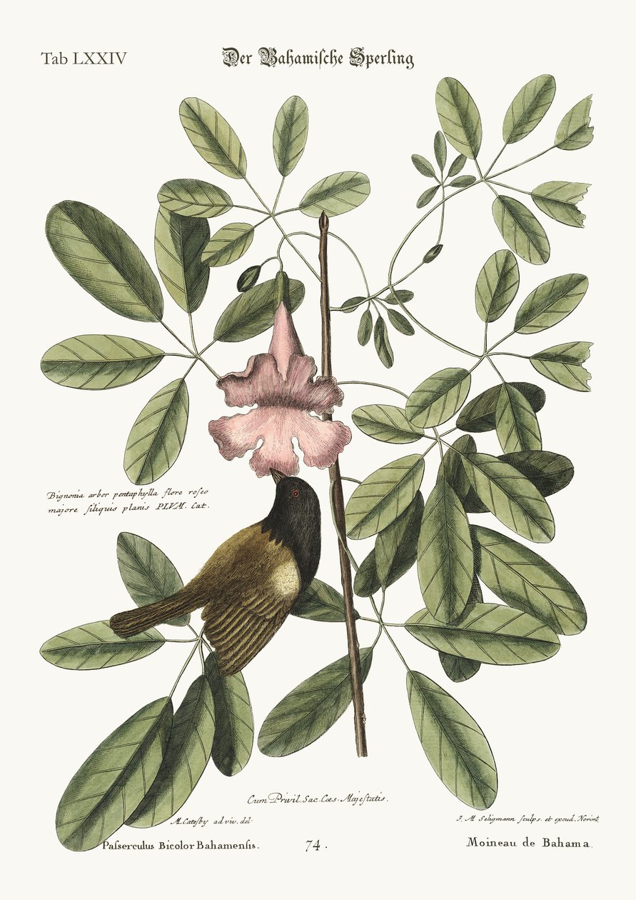 The Bahama Sparrow by Mark Catesby