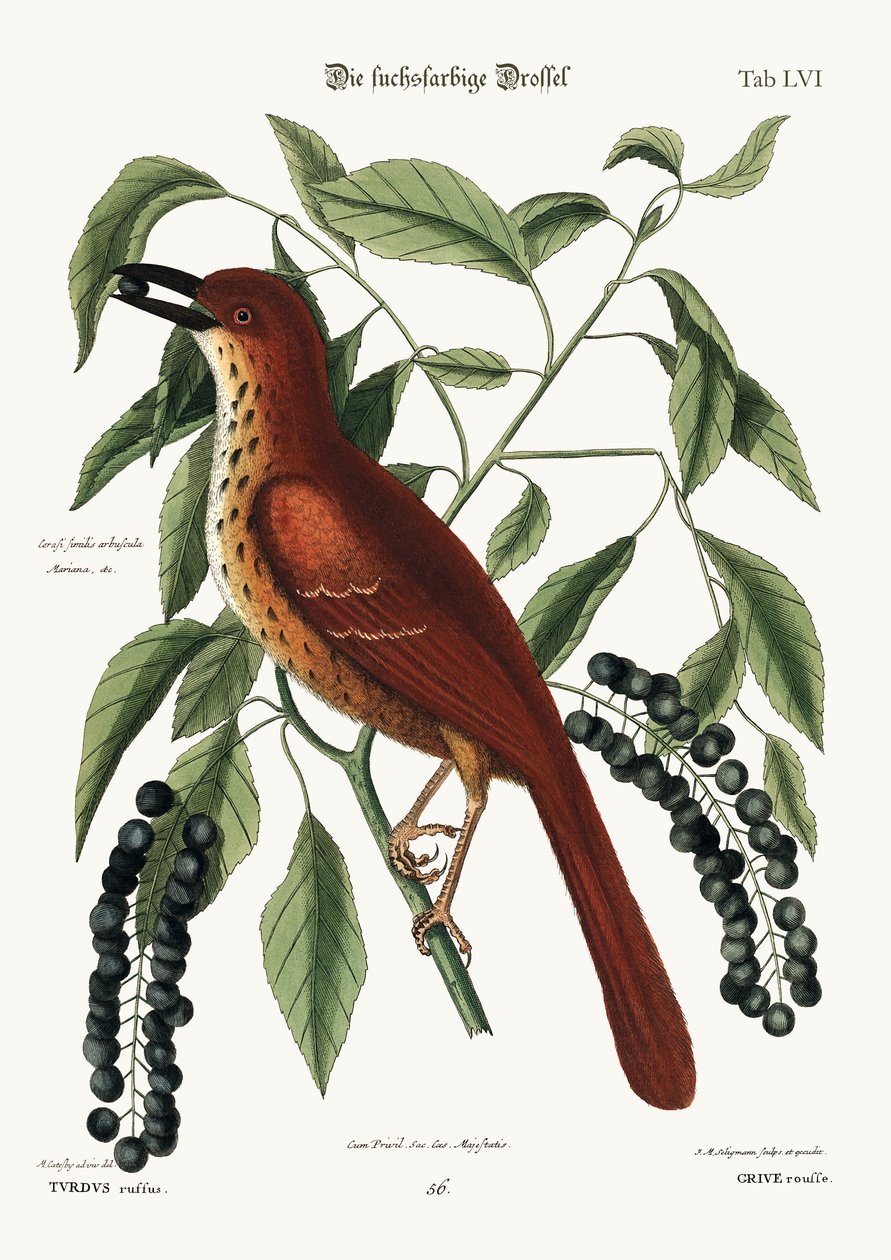 The Fox coloured Thrush by Mark Catesby