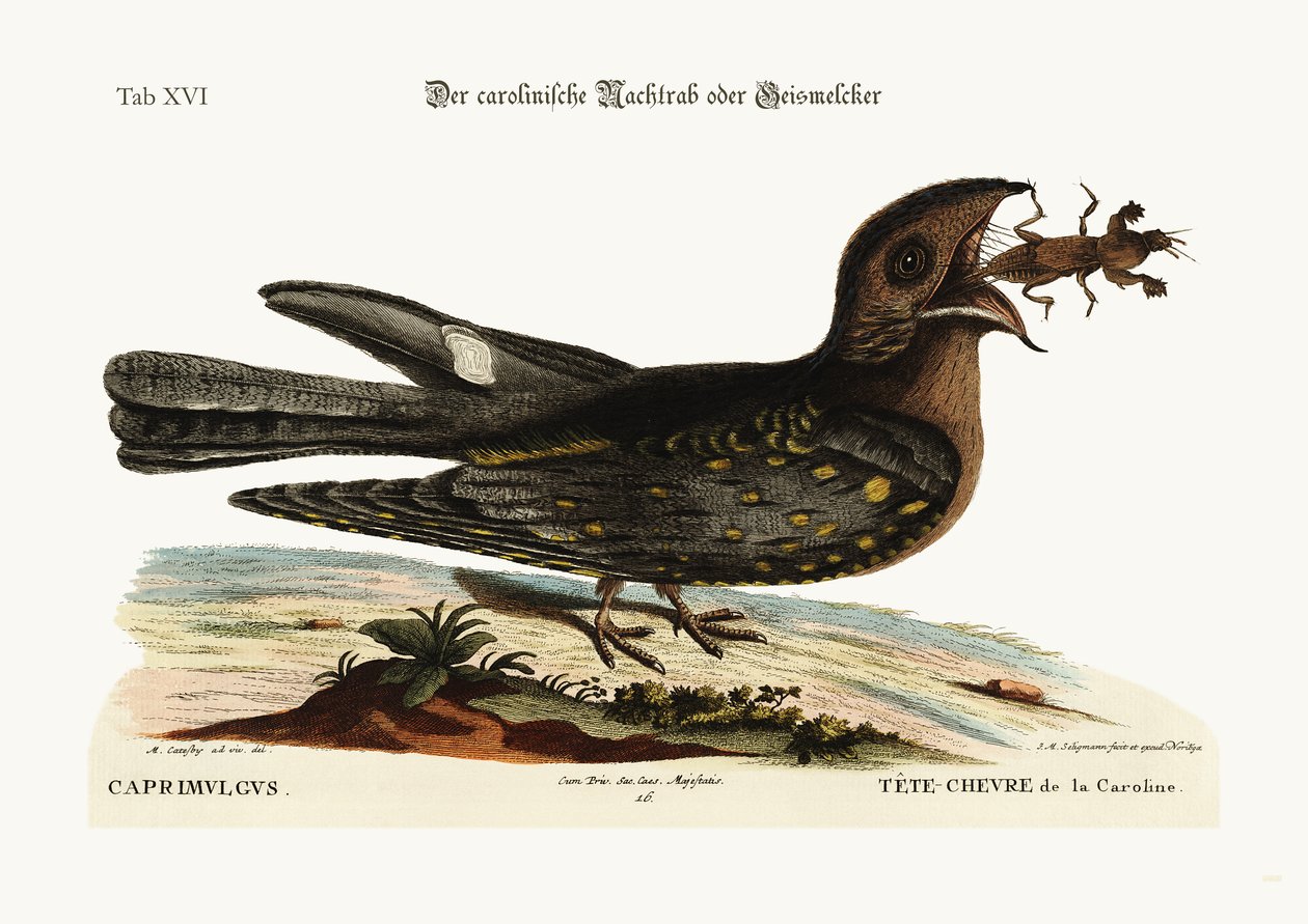The Goat-Sucker of Carolina by Mark Catesby