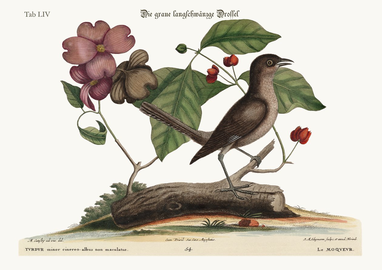 The Mock-Bird by Mark Catesby