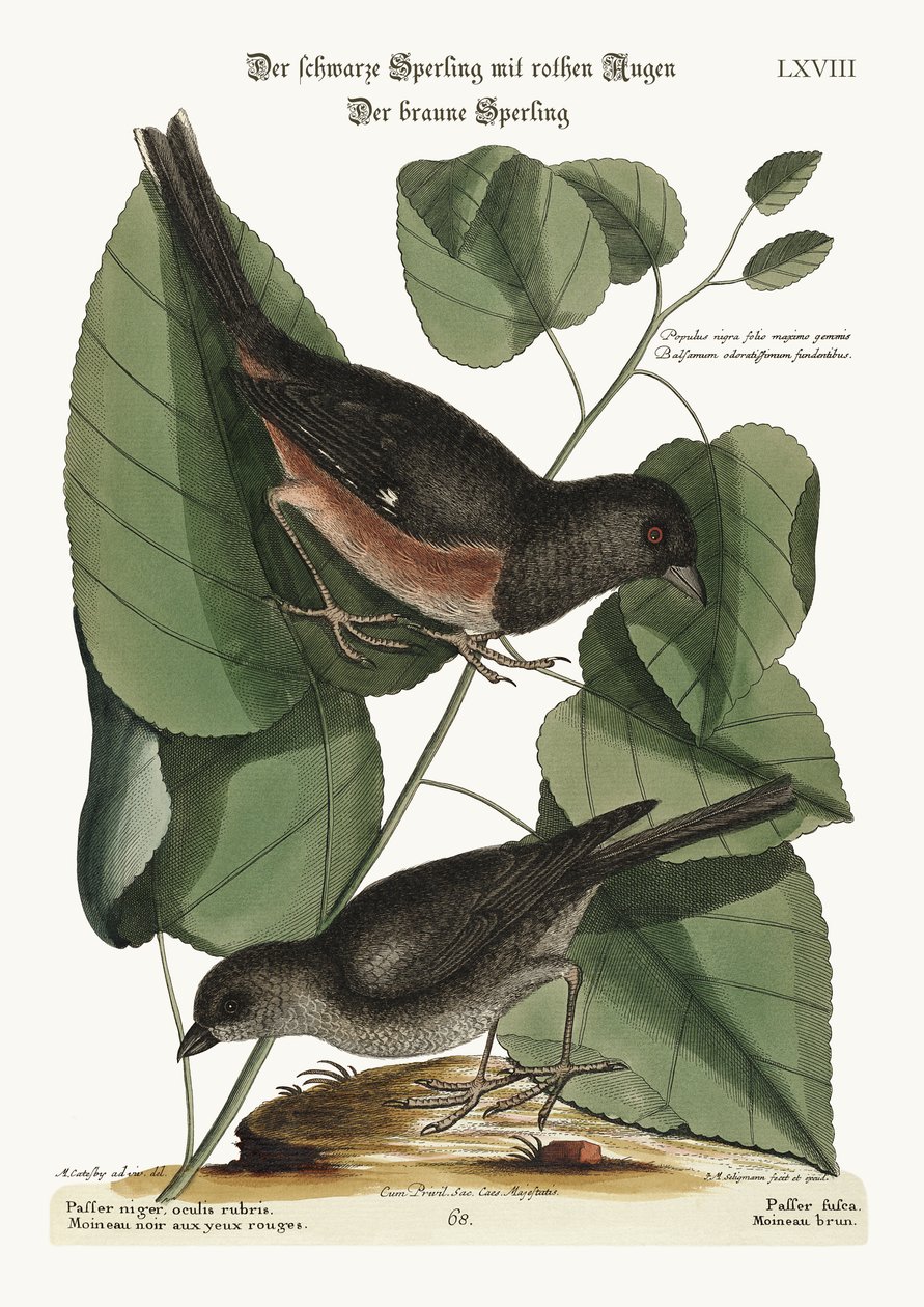 The Towhe Bird. The Cowpen Bird by Mark Catesby