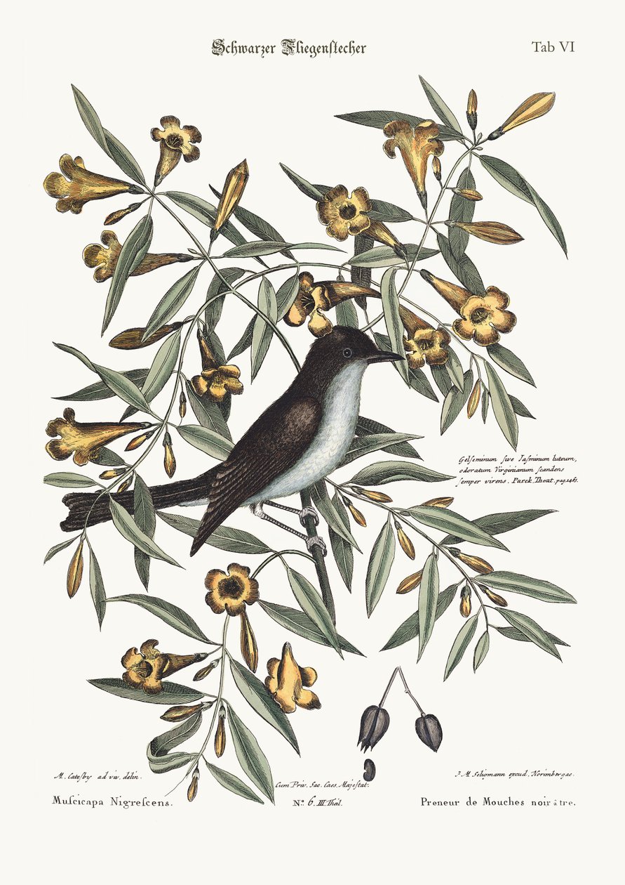The blackcap Flycatcher, 1749-73 by Mark Catesby
