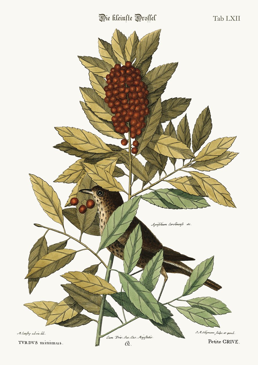 The little Thrush by Mark Catesby