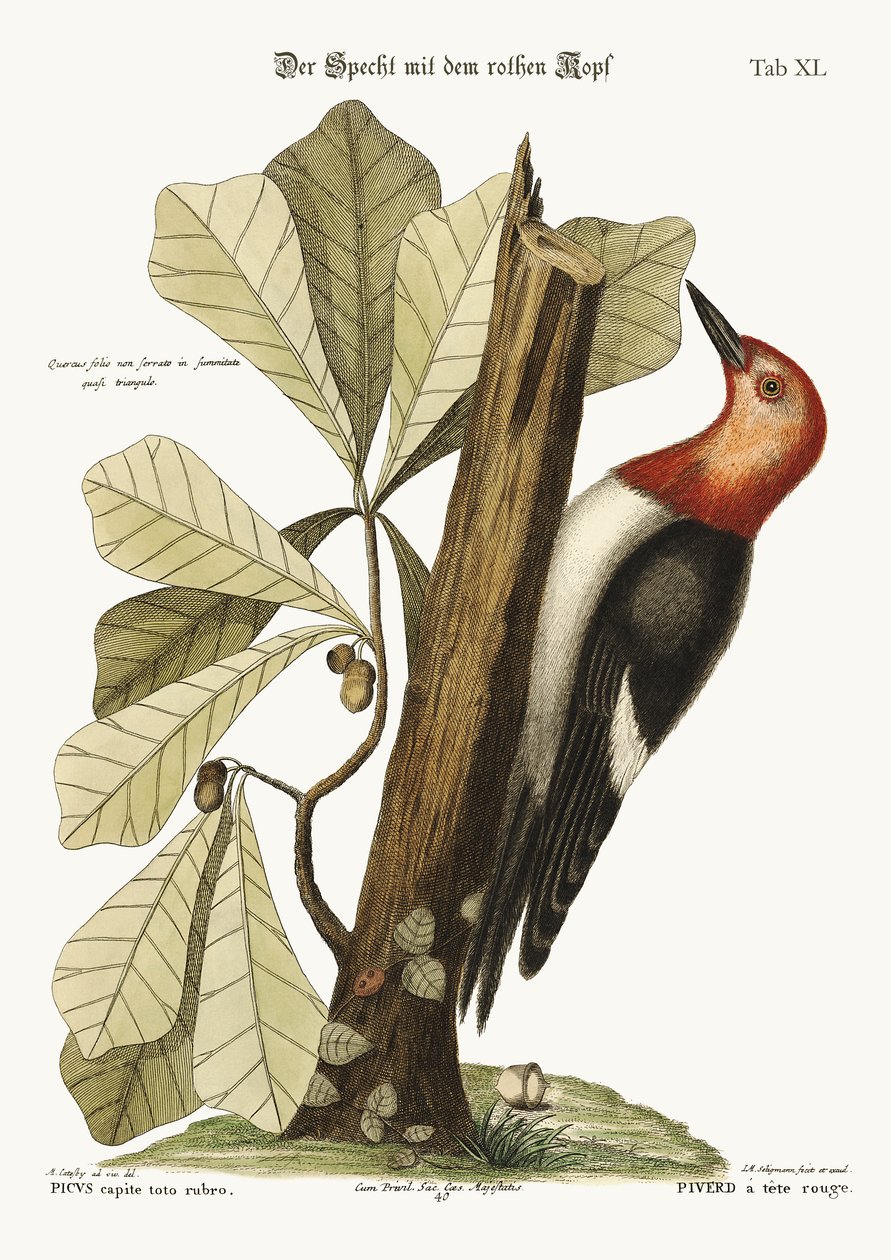 The red-headed Woodpecker by Mark Catesby