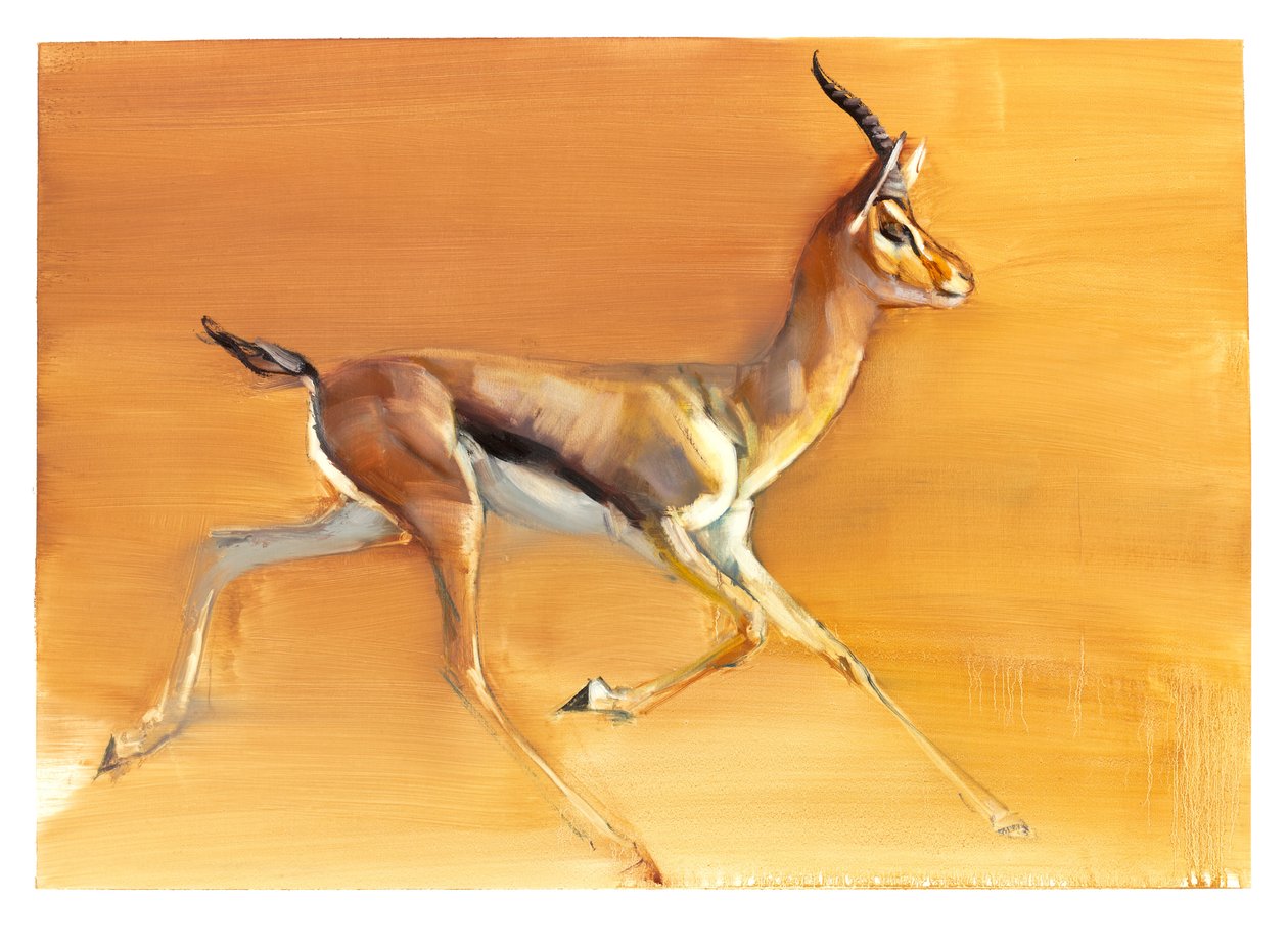 Arabian Gazelle by Mark Adlington