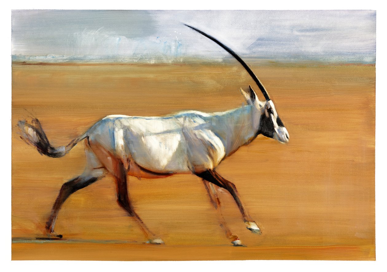Galloping Oryx by Mark Adlington