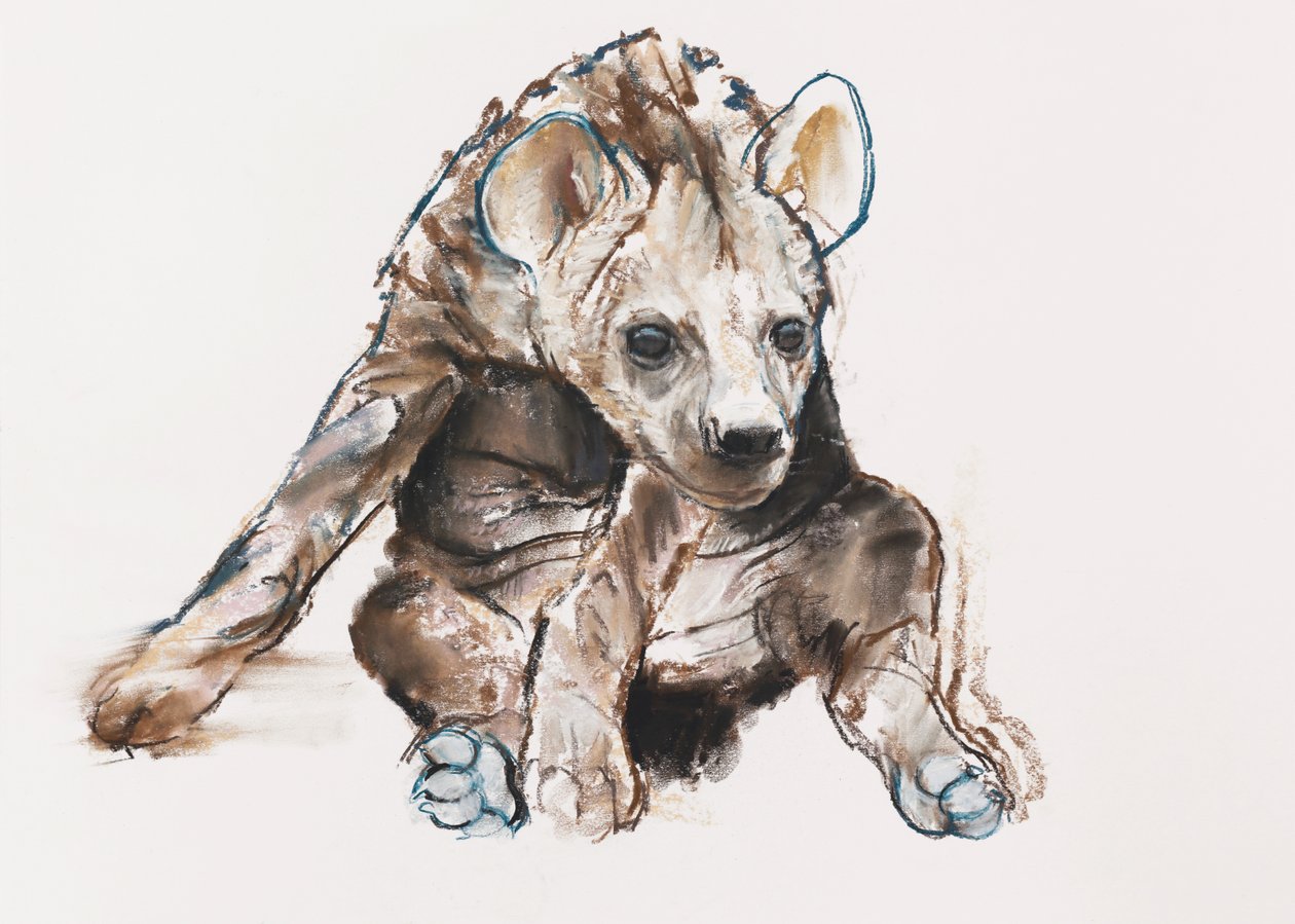 Hyaena Pup (head down) by Mark Adlington