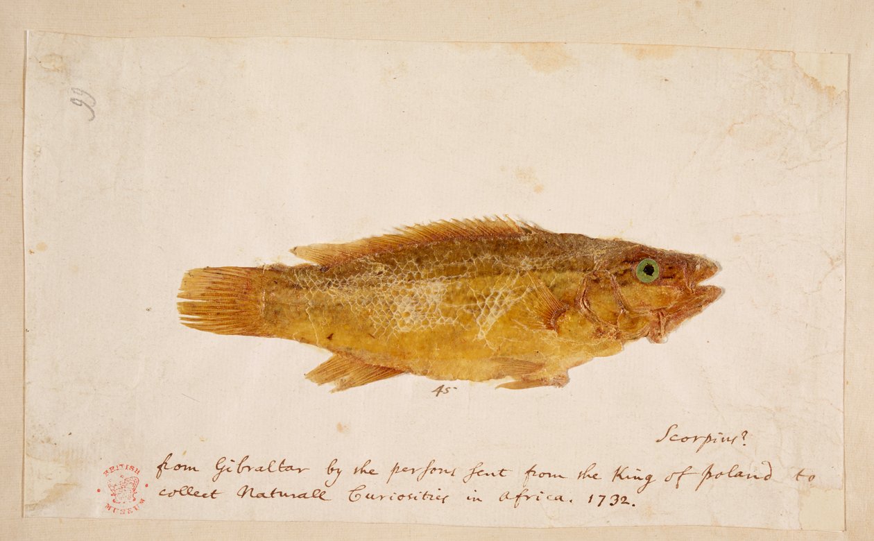 A Fish by Mark Catesby