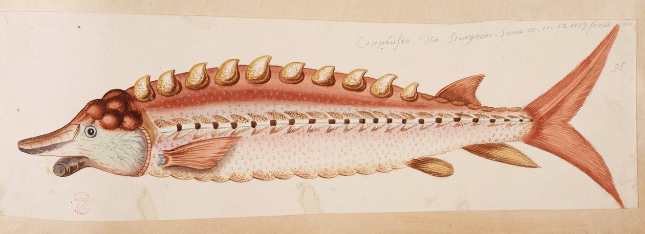 A Fish by Mark Catesby