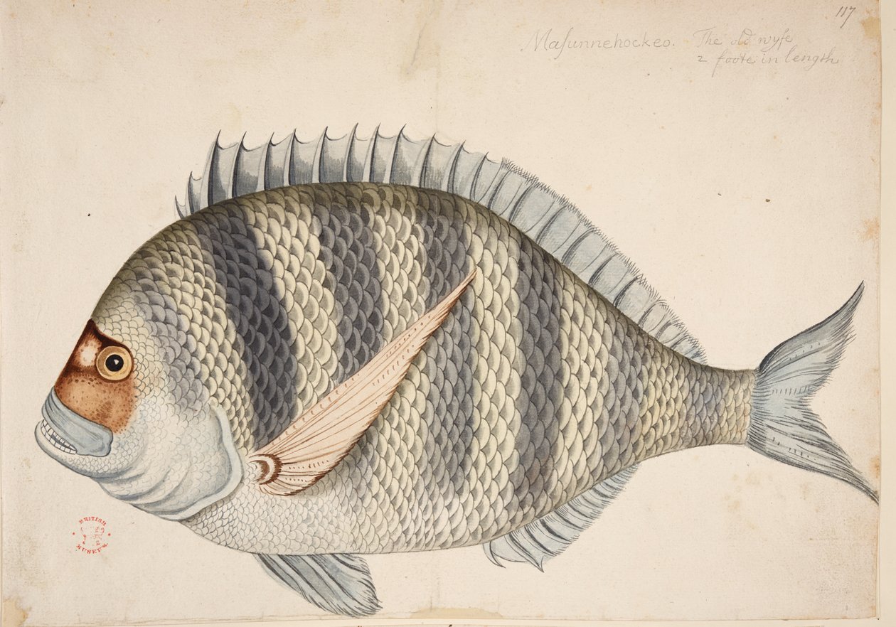 A fish by Mark Catesby