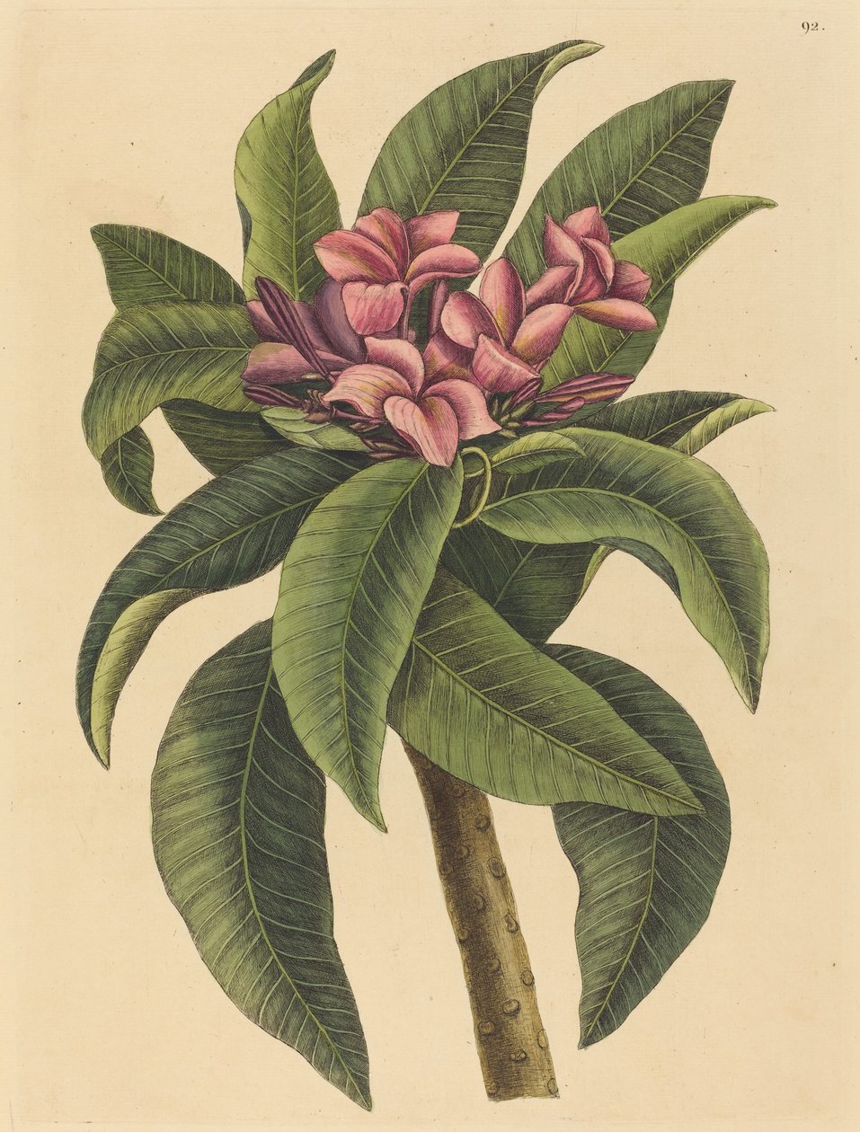 Red Frangipanni by Mark Catesby