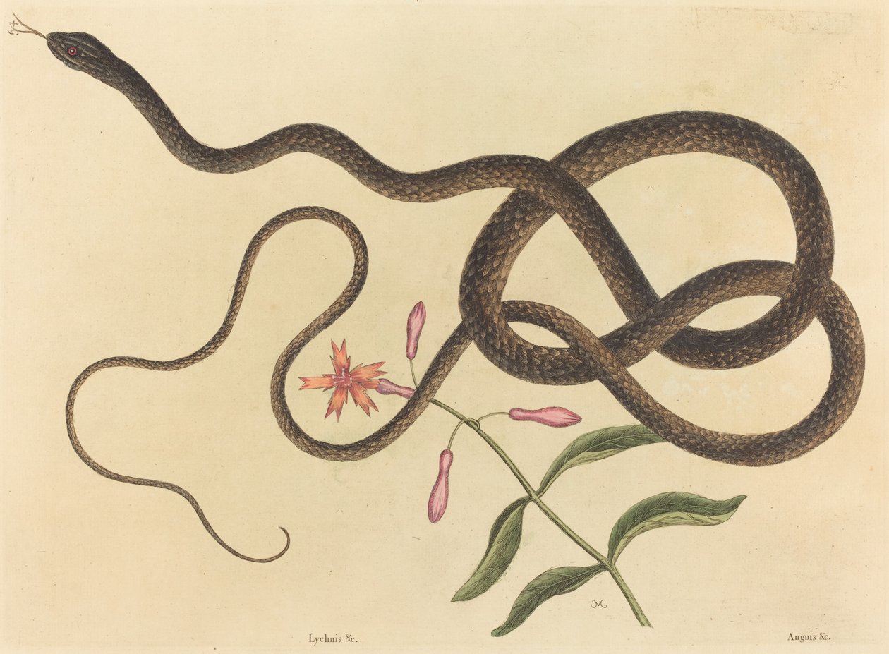 The Coach-whip Snake by Mark Catesby