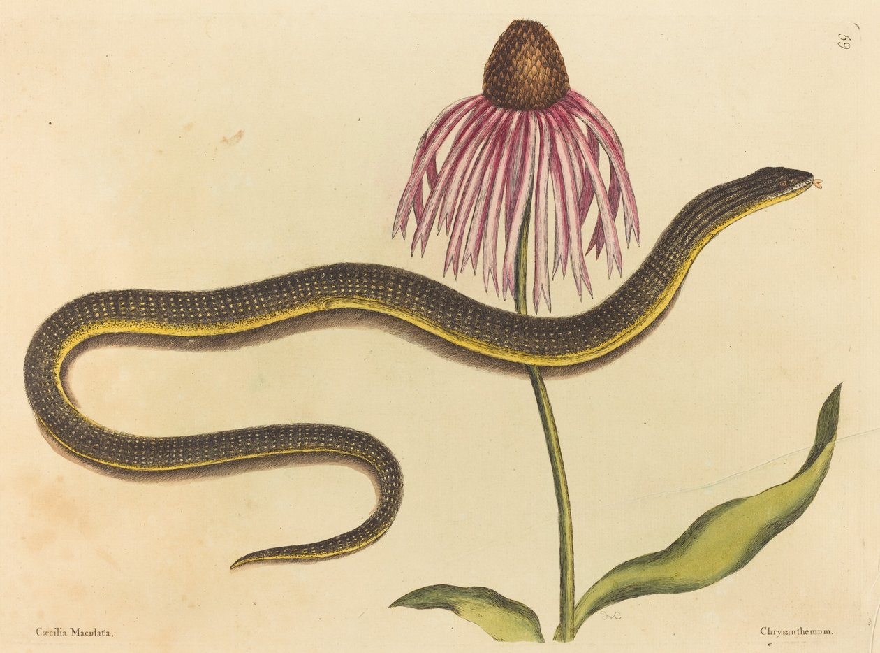 The Glass Snake by Mark Catesby