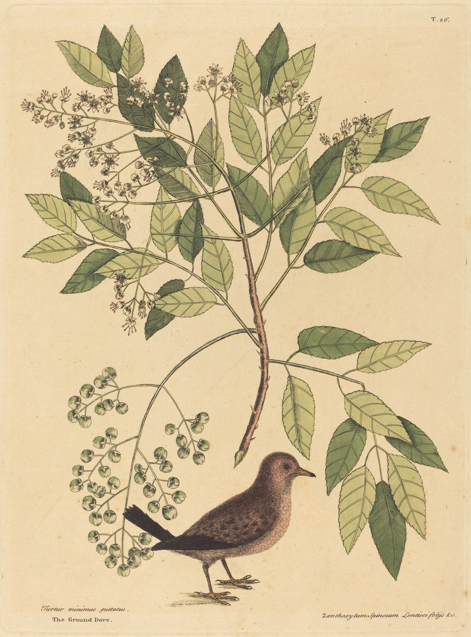 The Ground Dove (Columba passerina) by Mark Catesby