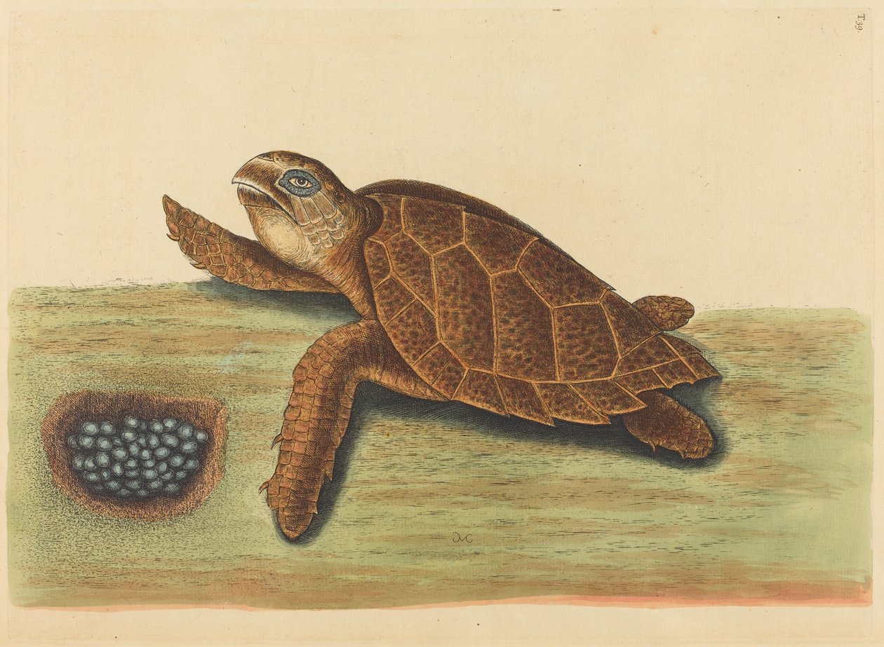 The Hawksbill Turtle by Mark Catesby