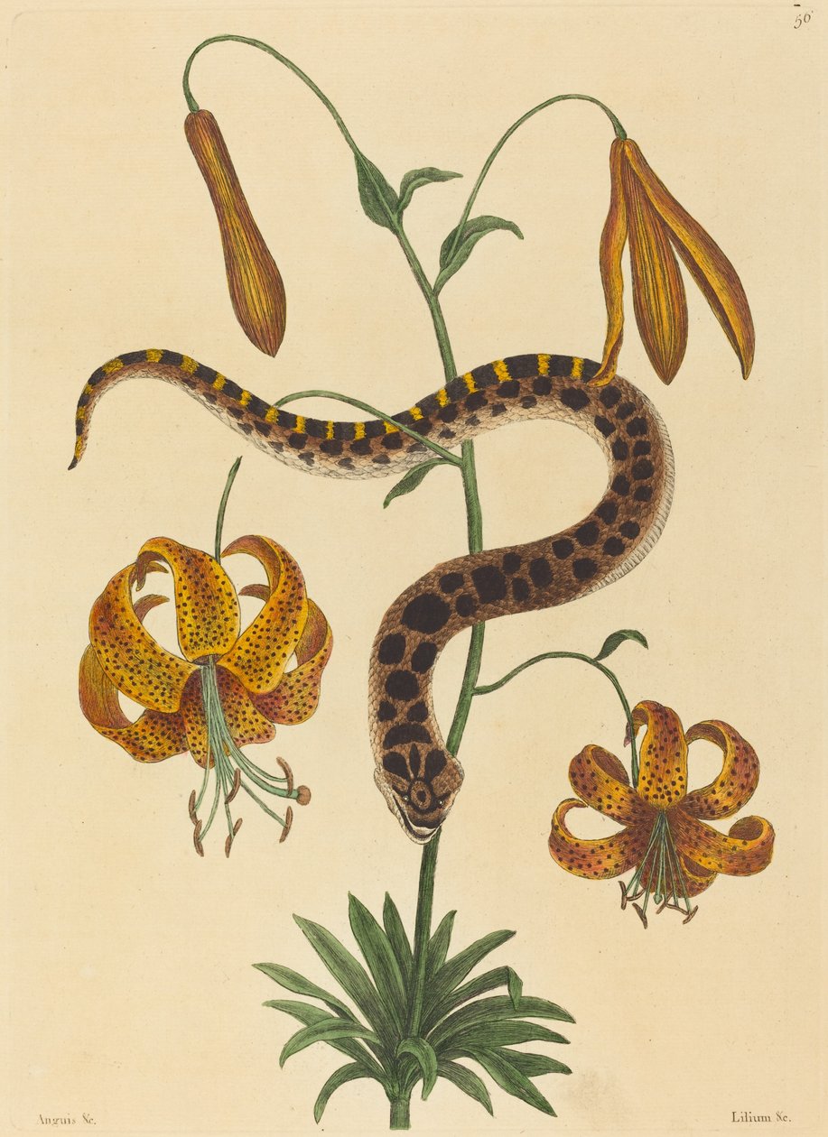 The Hog-nose Snake by Mark Catesby