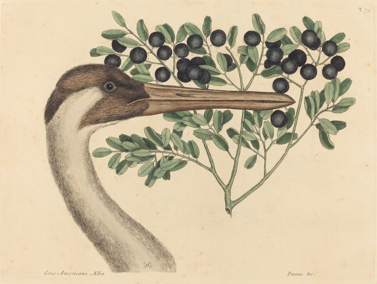 The Hooping Crane (Ardea Americana) by Mark Catesby