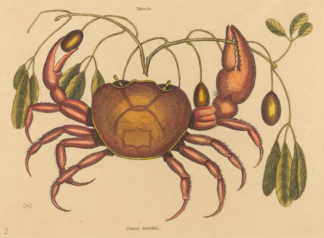 The Land-crab by Mark Catesby