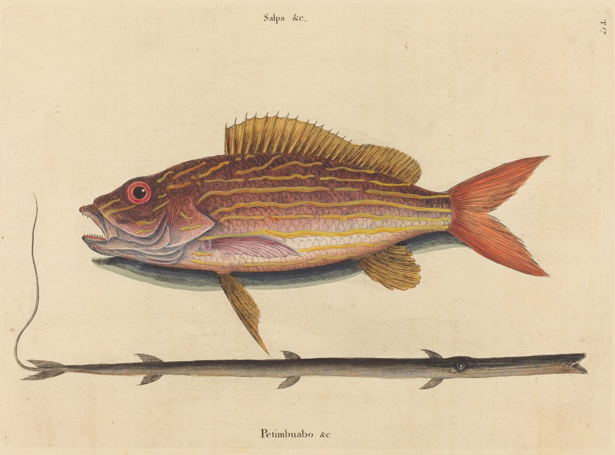 The Lane-snapper Sparus synagris by Mark Catesby