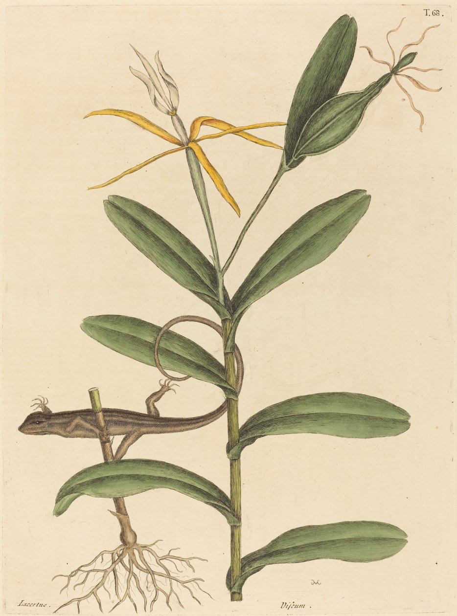 The Lyon Lizard by Mark Catesby