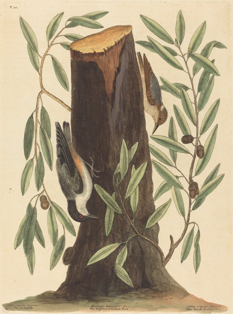 The Nuthatch Sitta Europaea by Mark Catesby