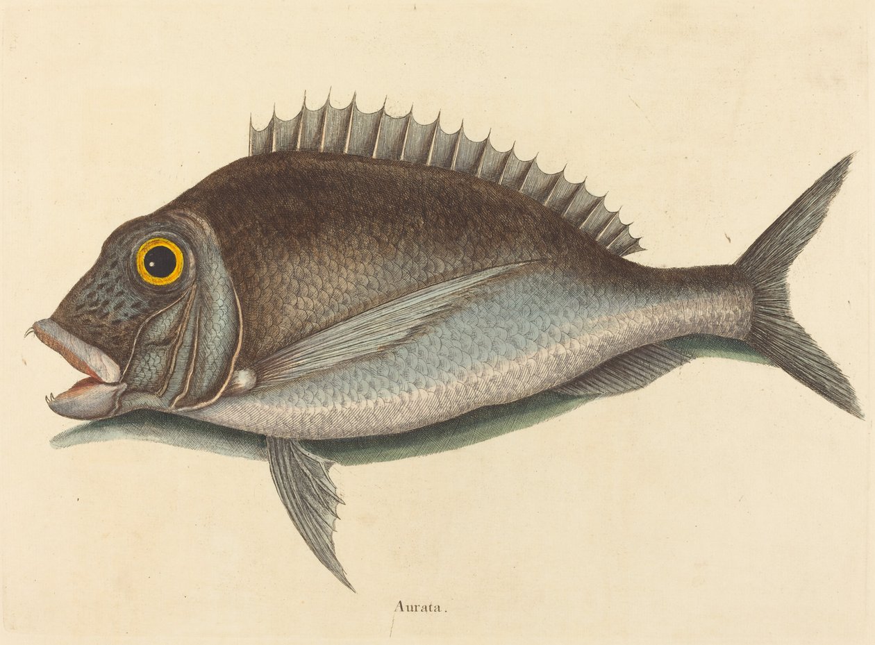 The Porgy (Sparus chrysops) by Mark Catesby