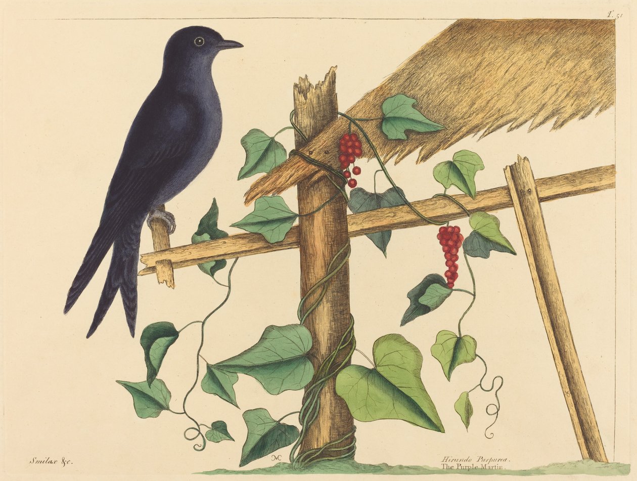 The Purple Martin (Hirundo purpurea) by Mark Catesby