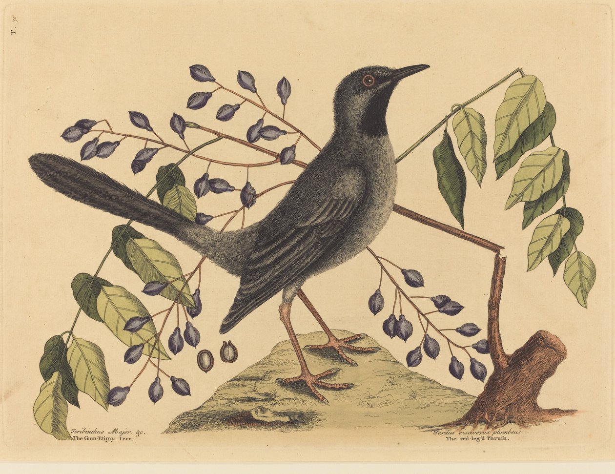 The Red Legged Thrush by Mark Catesby