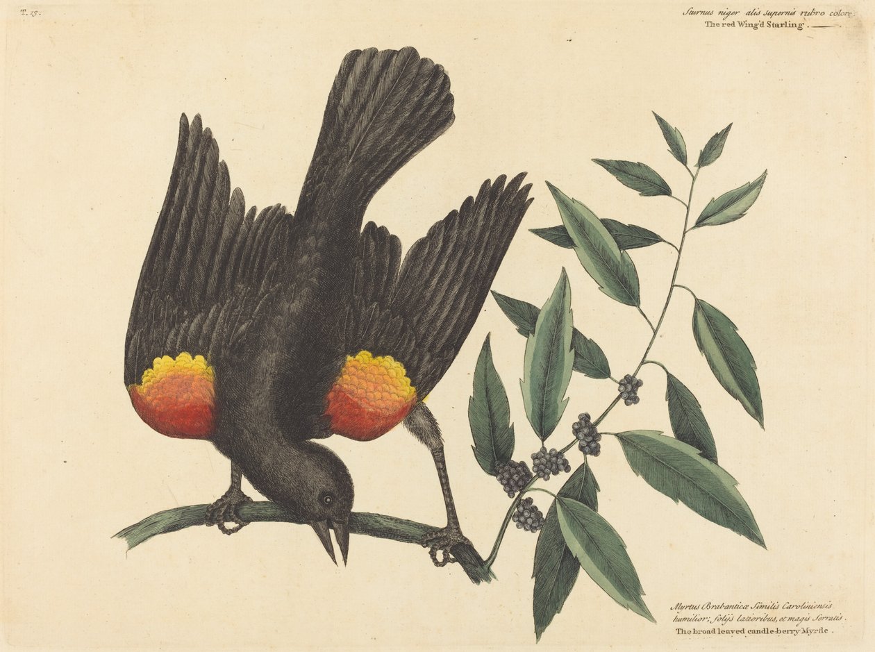 The Red Winged Starling by Mark Catesby