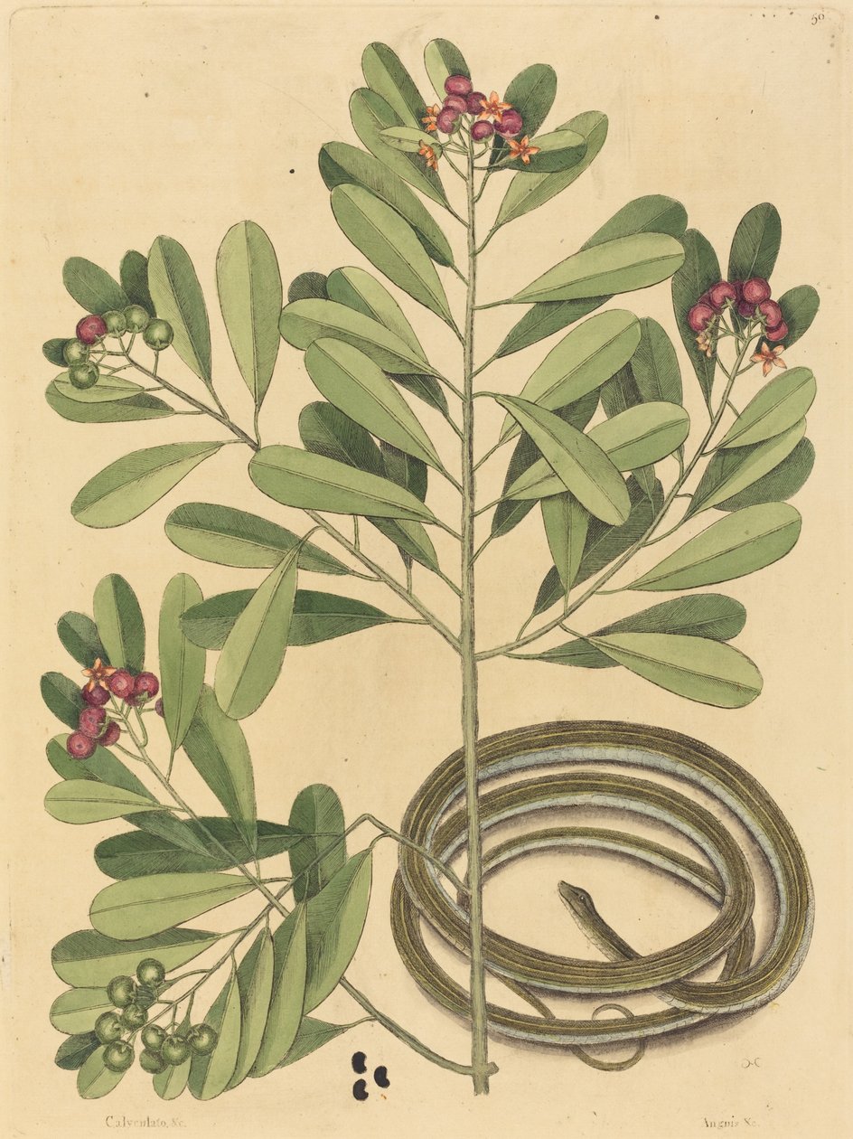 The Ribbon Snake (Coluber saurita) by Mark Catesby