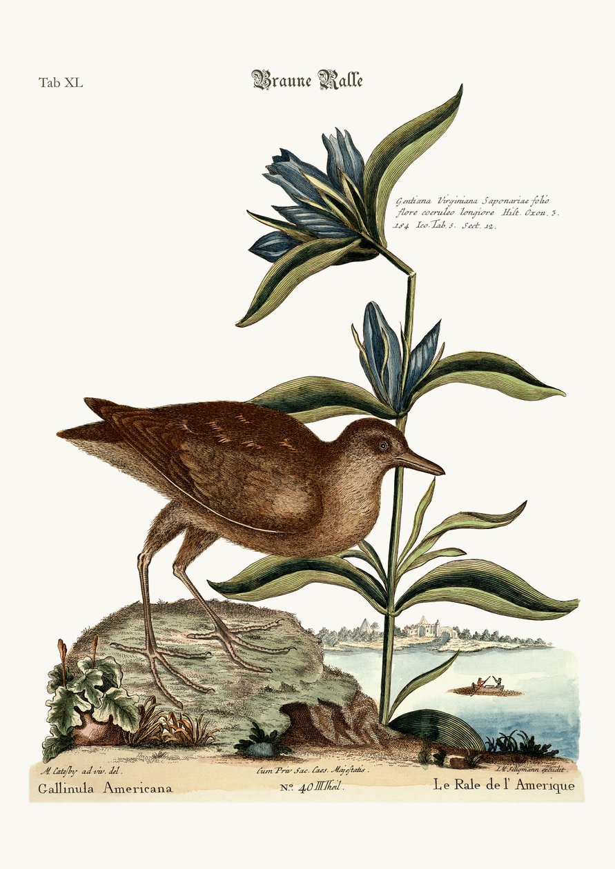 The Soree by Mark Catesby