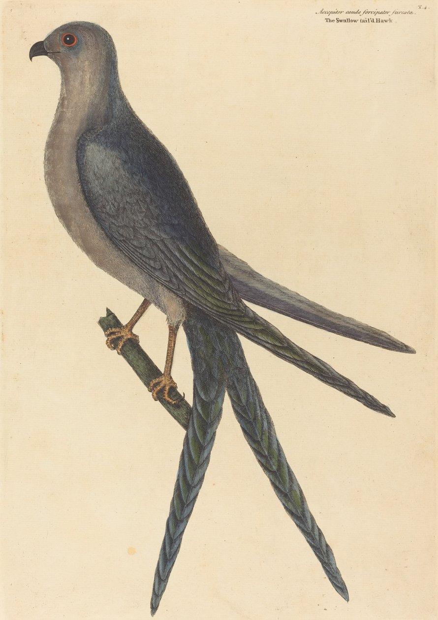 The Swallow Tail Hawk by Mark Catesby