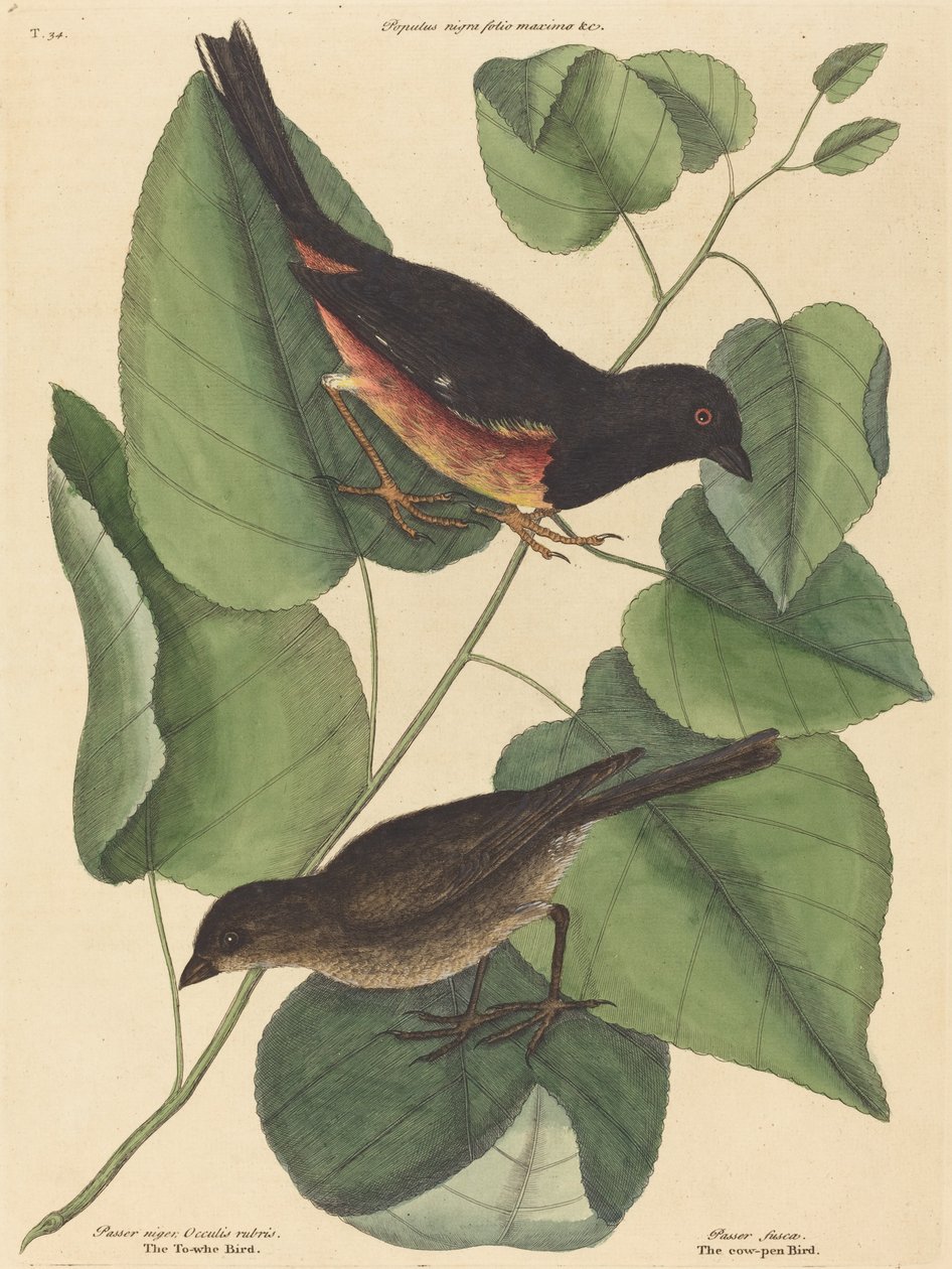 The Towhe Bird (Fringilla erythrophthalma) by Mark Catesby