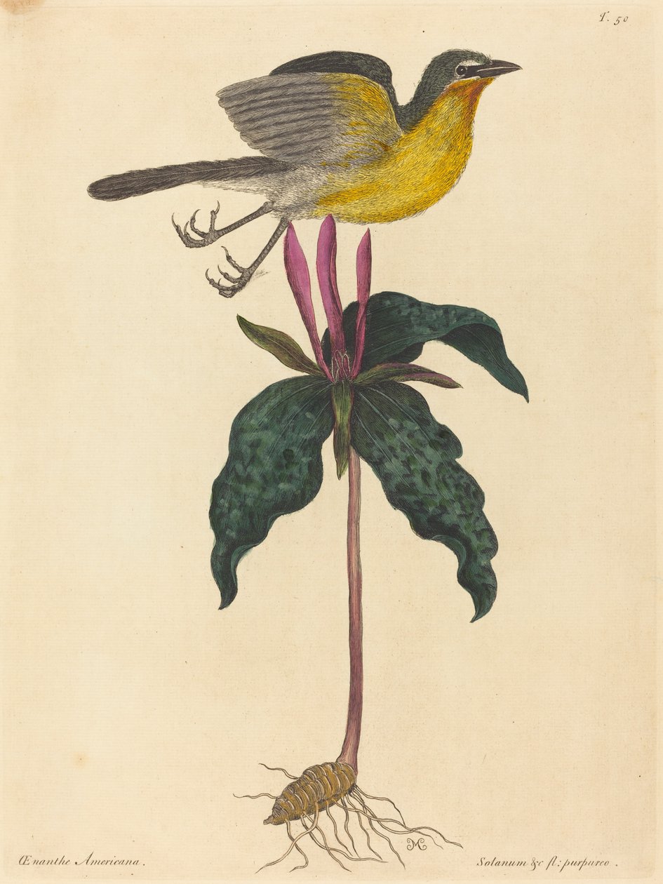 The Yellow-breasted Chat by Mark Catesby