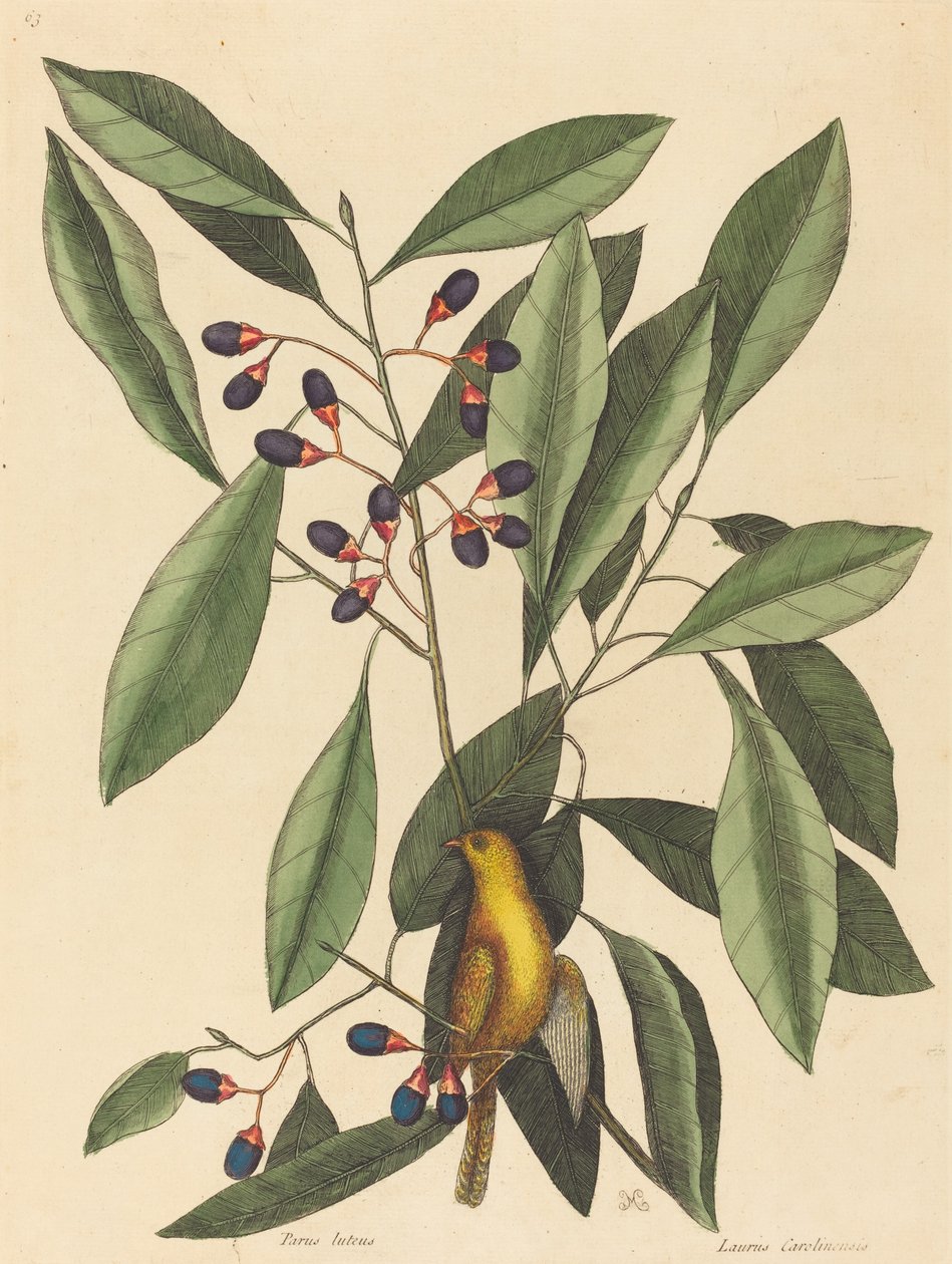 The Yellow Titmouse (Motacilla trochilus) by Mark Catesby