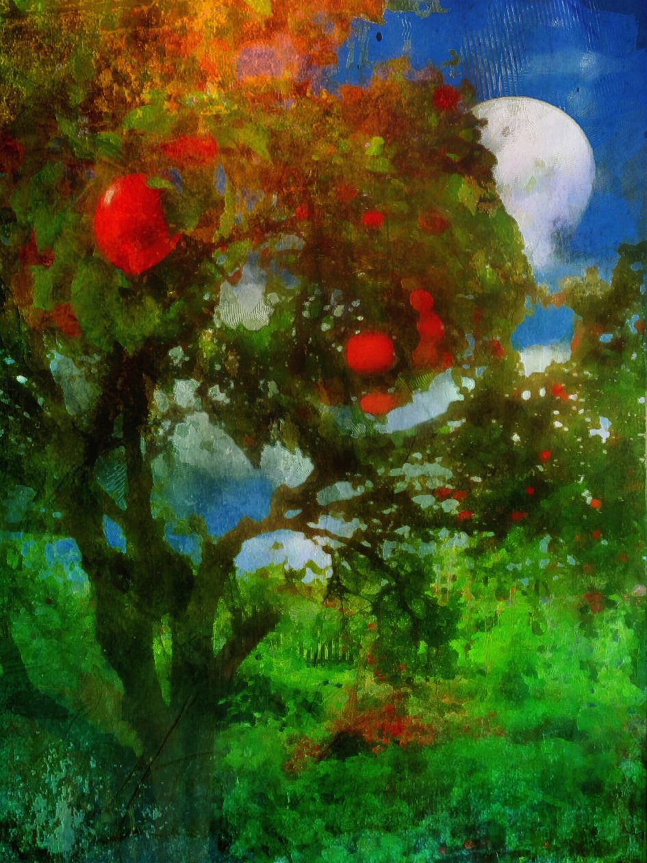 Orchard in Moonlight by Mark Gordon