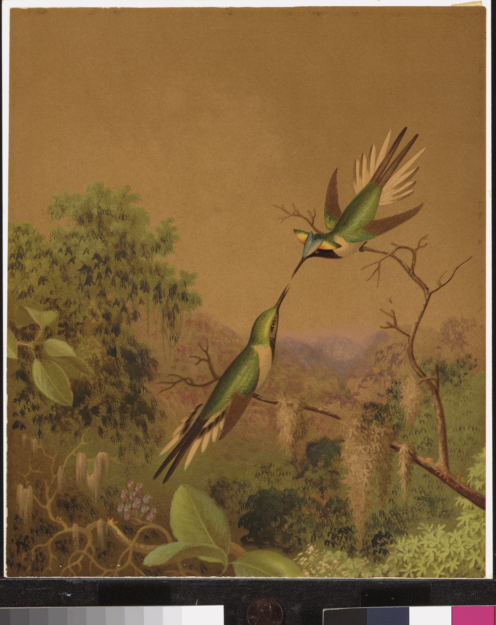 Brazilian hummingbirds IV by Martin Johnson Heade